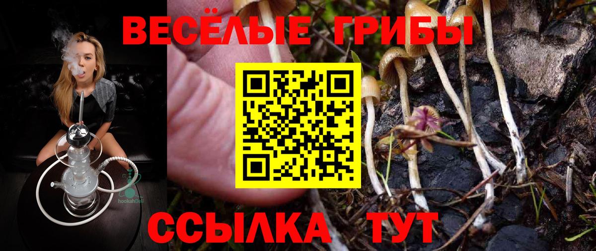Псилоцибиновые грибы Psilocybe Уфа